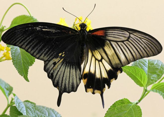 Papilio memnon (gynandromorph, live 2) (Internet Image property of respective owner, non-commercial use only)